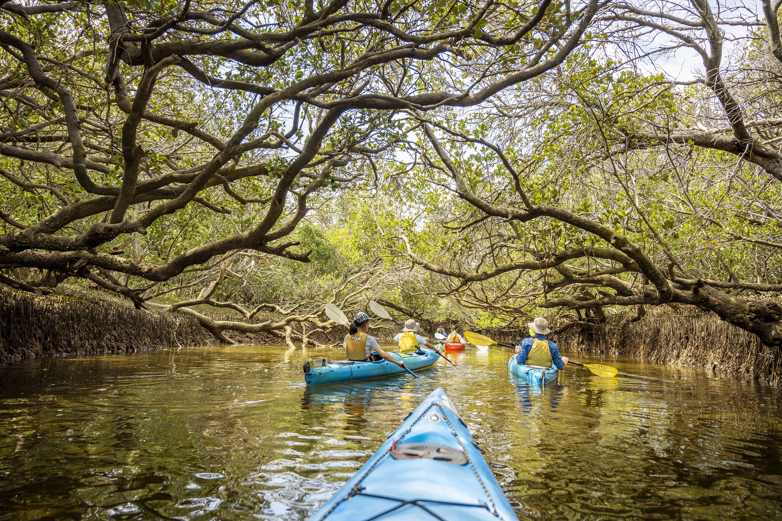 Dolphin Sanctuary Mangroves Tour (up to 90 mins)