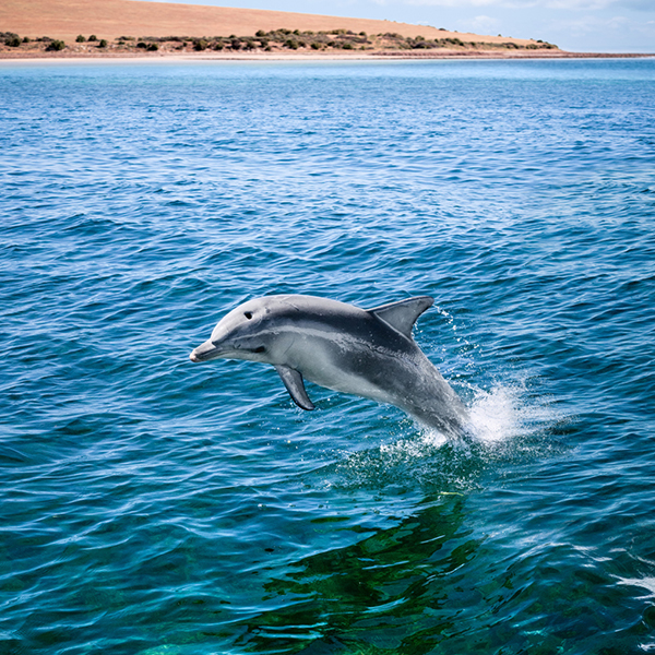 Luxury Sailing Transfer- Visit South Australia