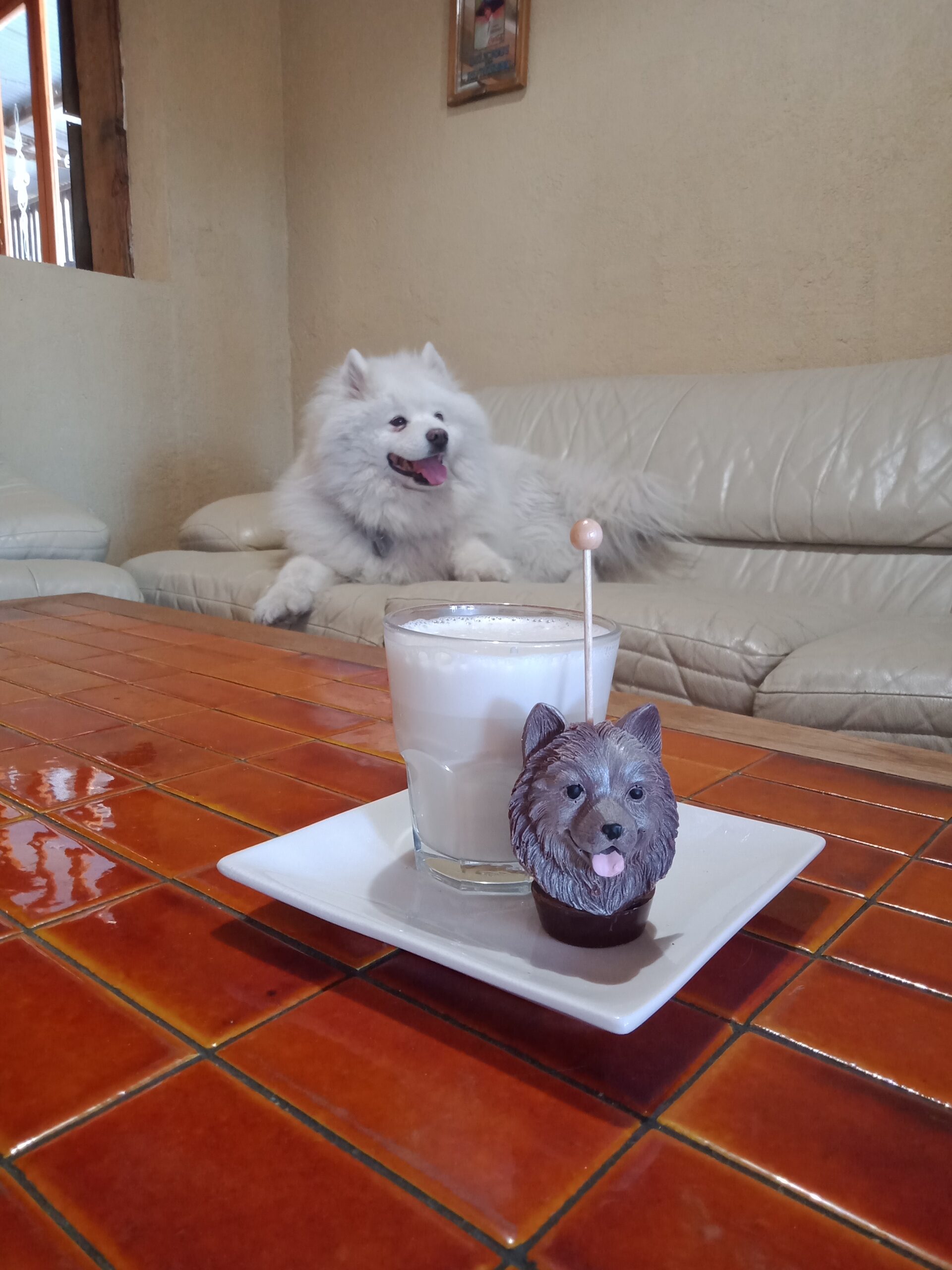 Hot Chocolate Samoyed Experience