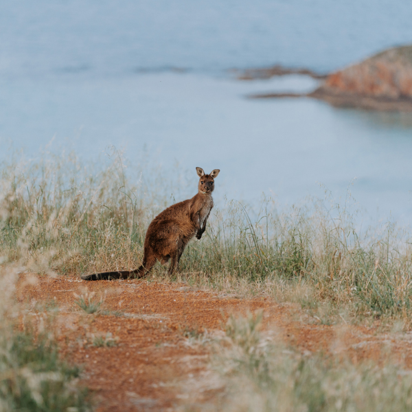 Luxury Sailing Transfer- Visit South Australia