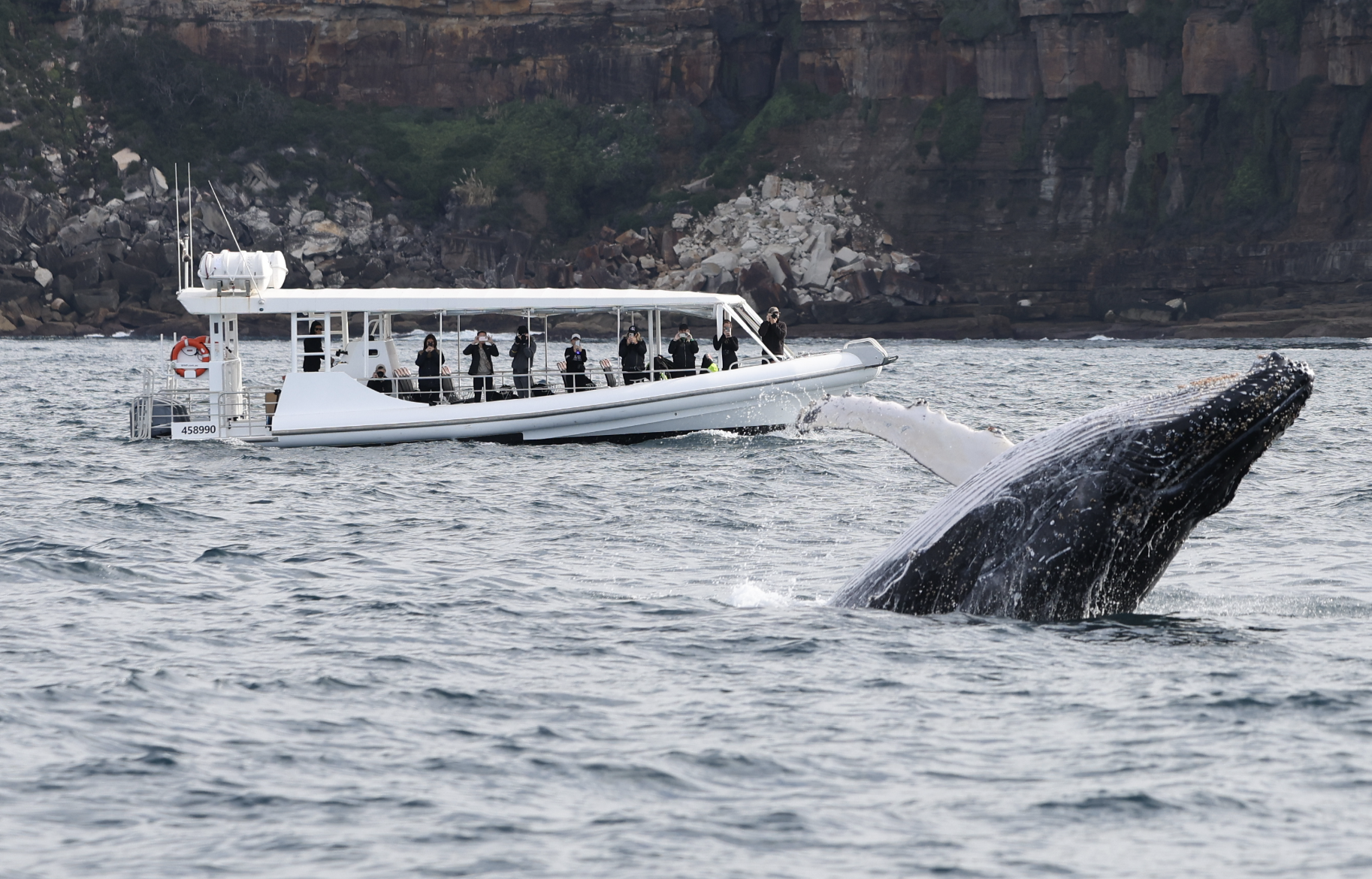 Whale Watching on OSPREY - Circular Quay - Agent