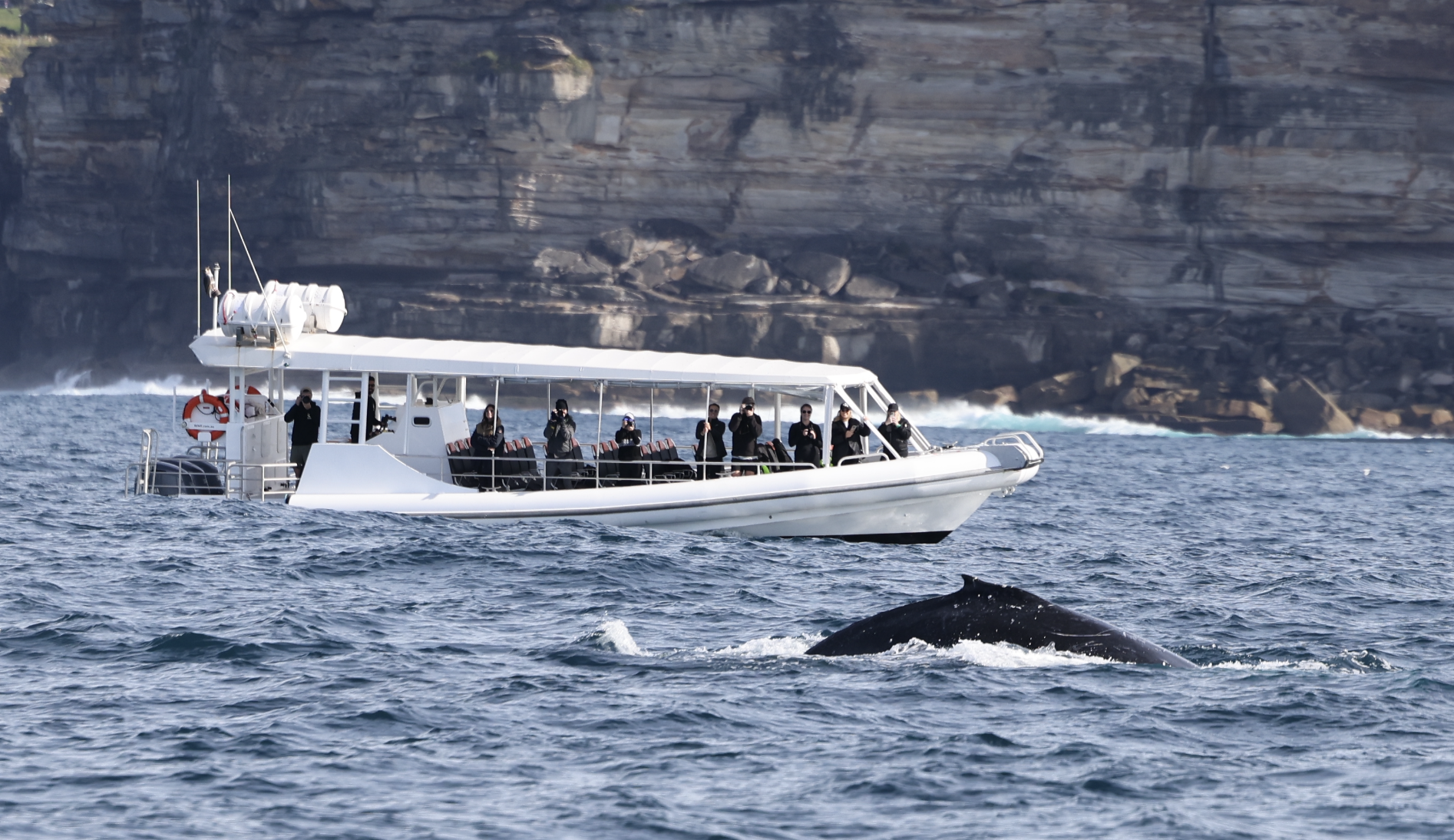 Whale Watching on OSPREY - Circular Quay - Agent