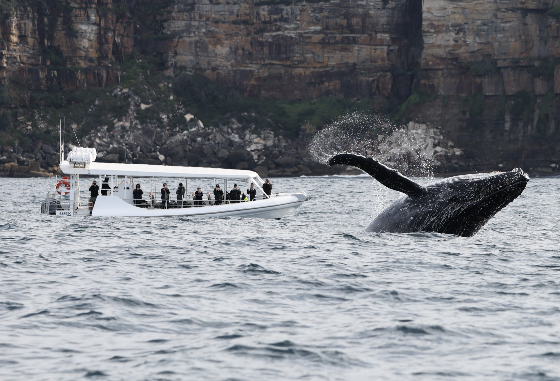 Whale Watching on OSPREY - Circular Quay - Agent