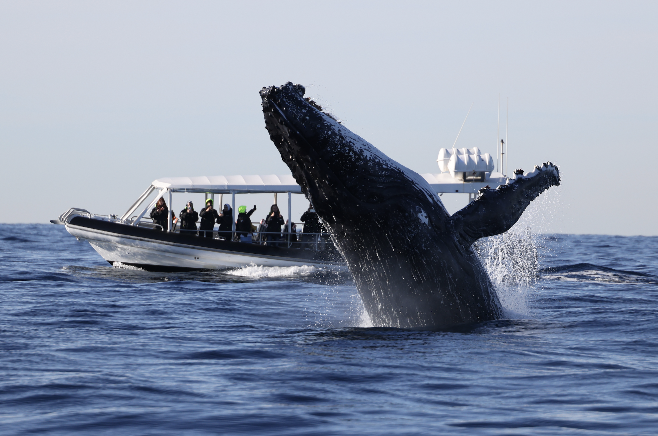 Whale Watching on OSPREY - Circular Quay - Agent