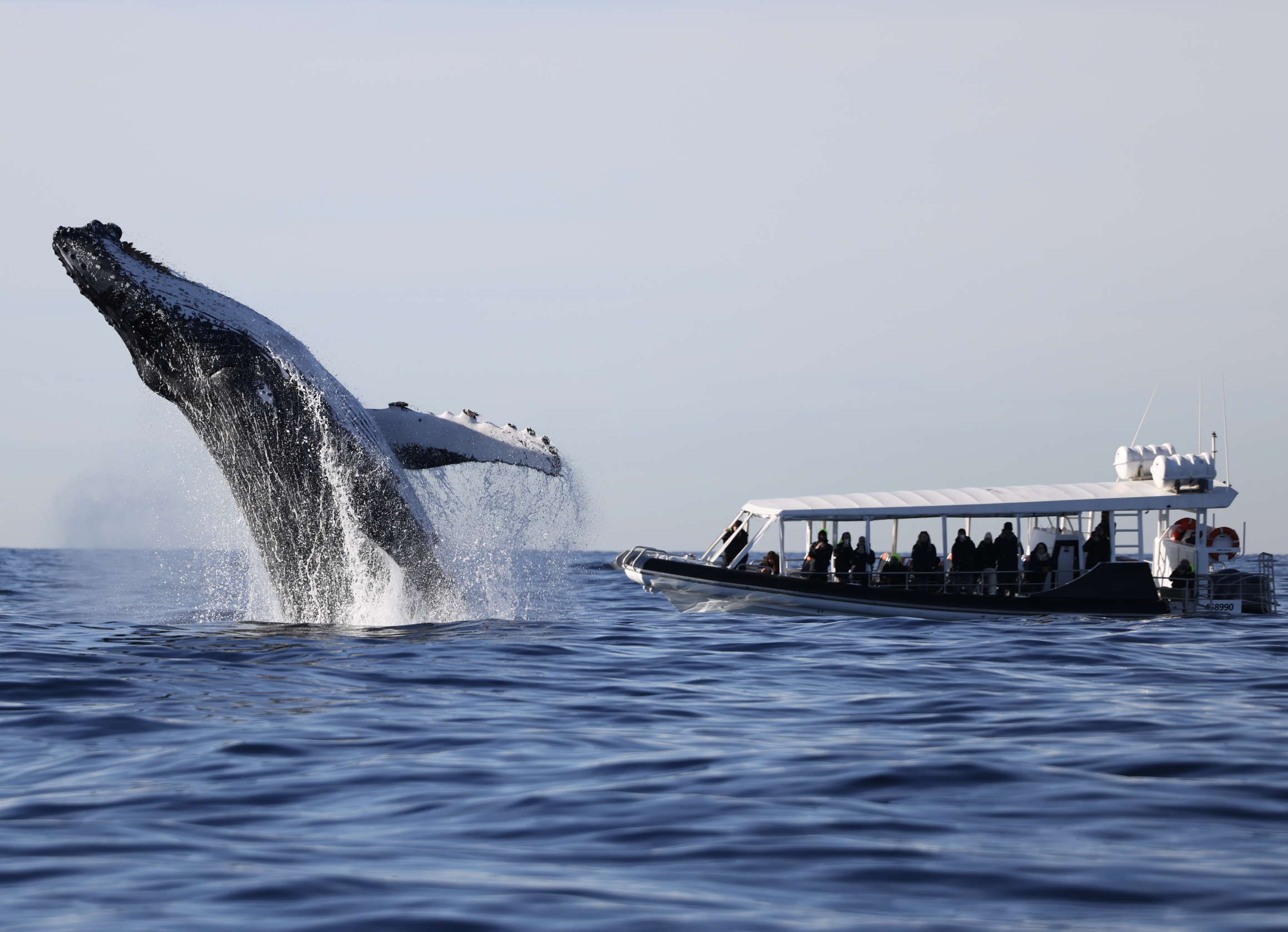 Whale Watching on OSPREY - Circular Quay - Agent