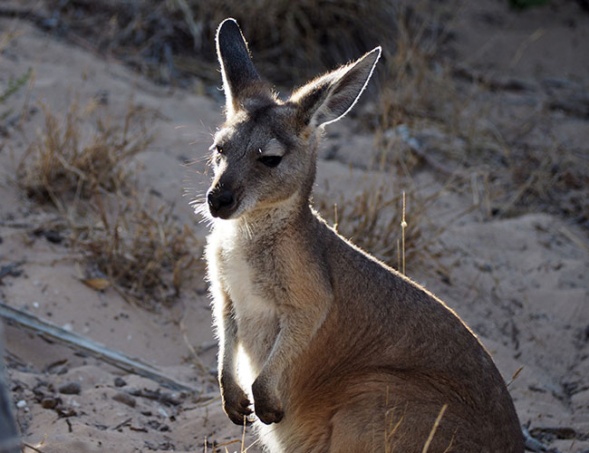 10 Day Perth to Broome Safari