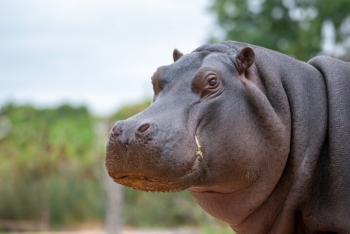 Hippo Experience at Werribee Open Range Zoo