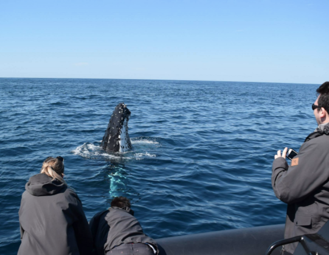 Whale Watching on OSPREY - Circular Quay - Agent