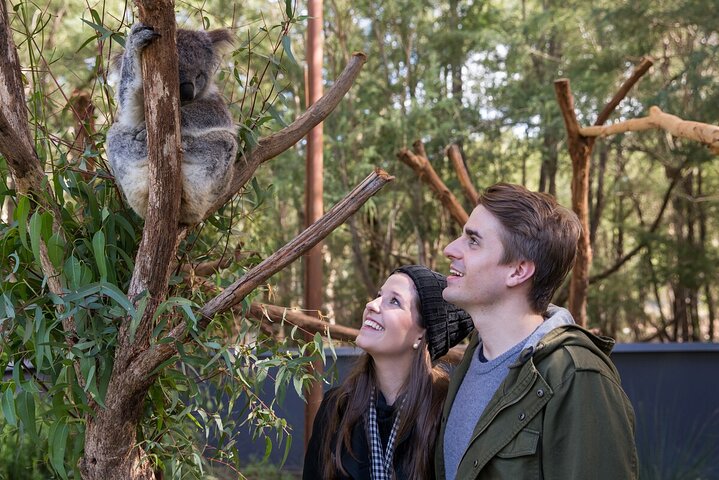 Koala Experience at Healesville Sanctuary