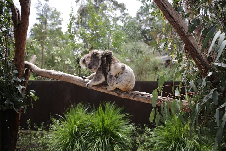 Koala Experience at Healesville Sanctuary