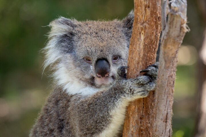 Koala Experience at Healesville Sanctuary