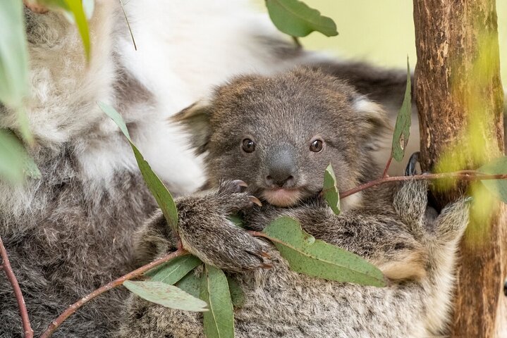 Koala Experience at Healesville Sanctuary
