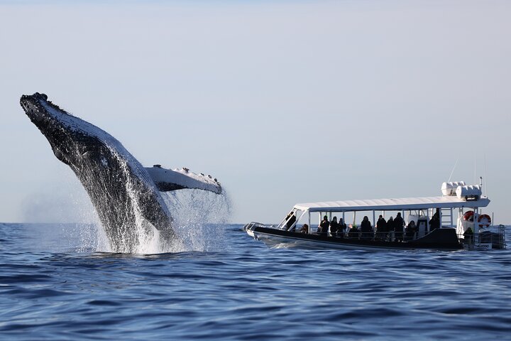 Whale Watching on Speed Boat with canopy from Sydney Harbour