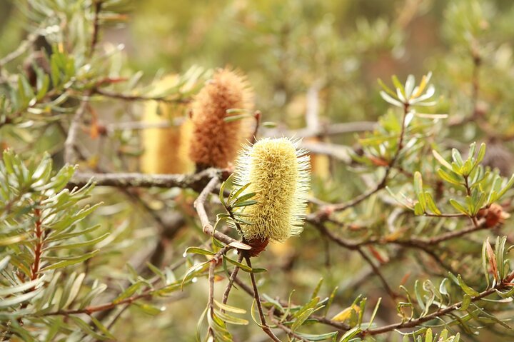 From Hobart: Mt Wellington Morning Walking Tour