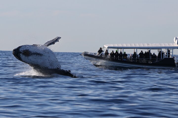 Whale Watching on Speed Boat with canopy from Sydney Harbour