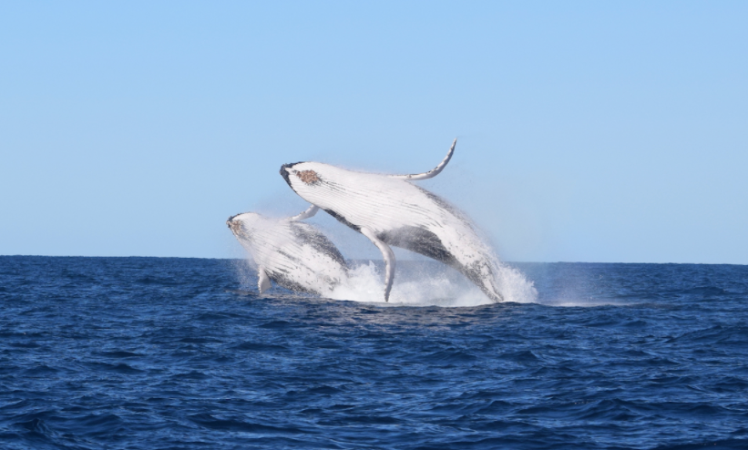 Whale Watching on OSPREY - Circular Quay - Agent