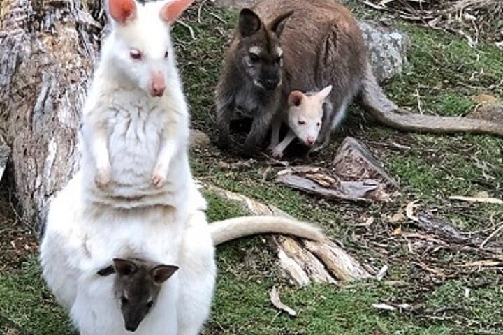 5-Day Tasmanian Private Tour
