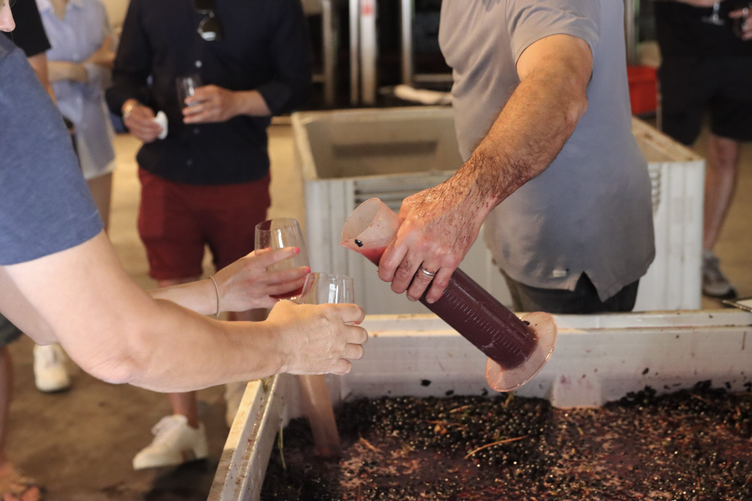 Harvest Grape Stomping