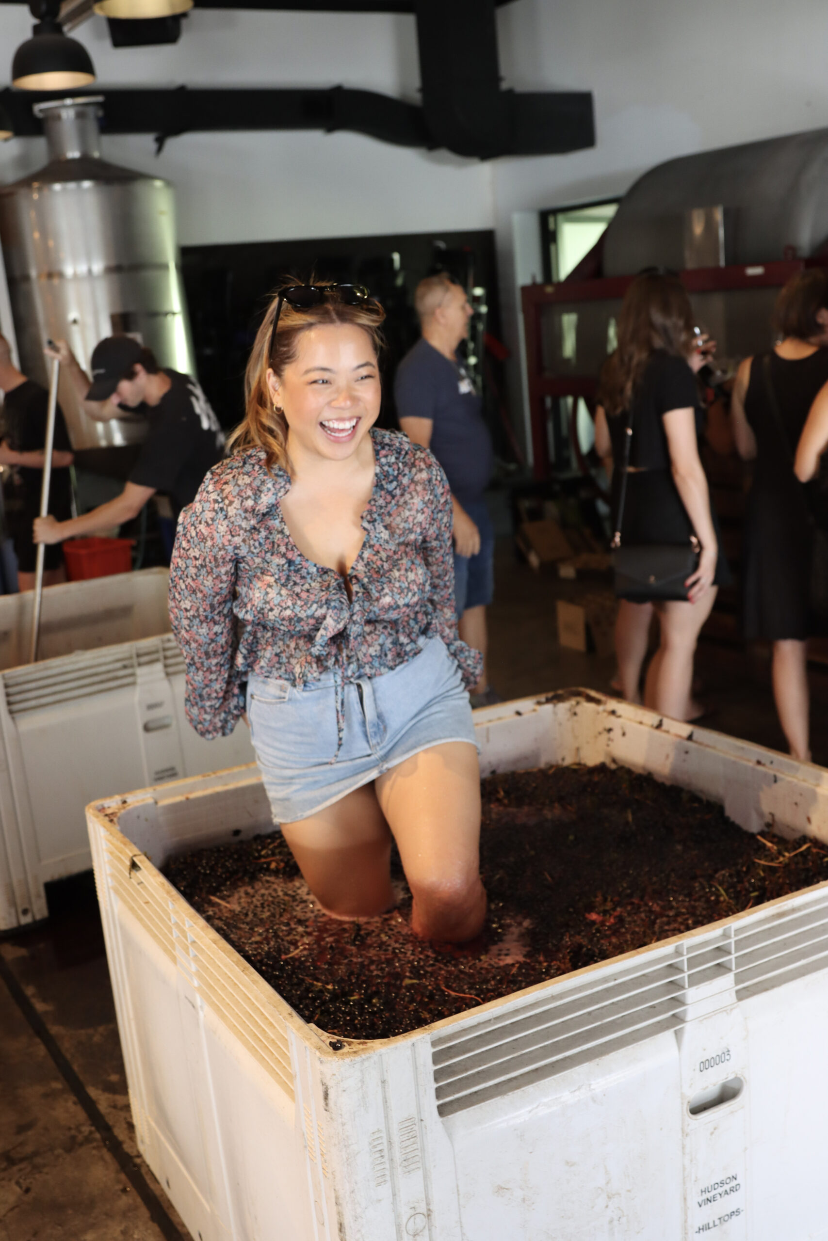 Harvest Grape Stomping