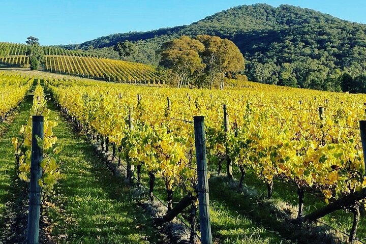 Yarra Valley Afternoon Wine, Chocolates, Cheese & Kangaroos Tour
