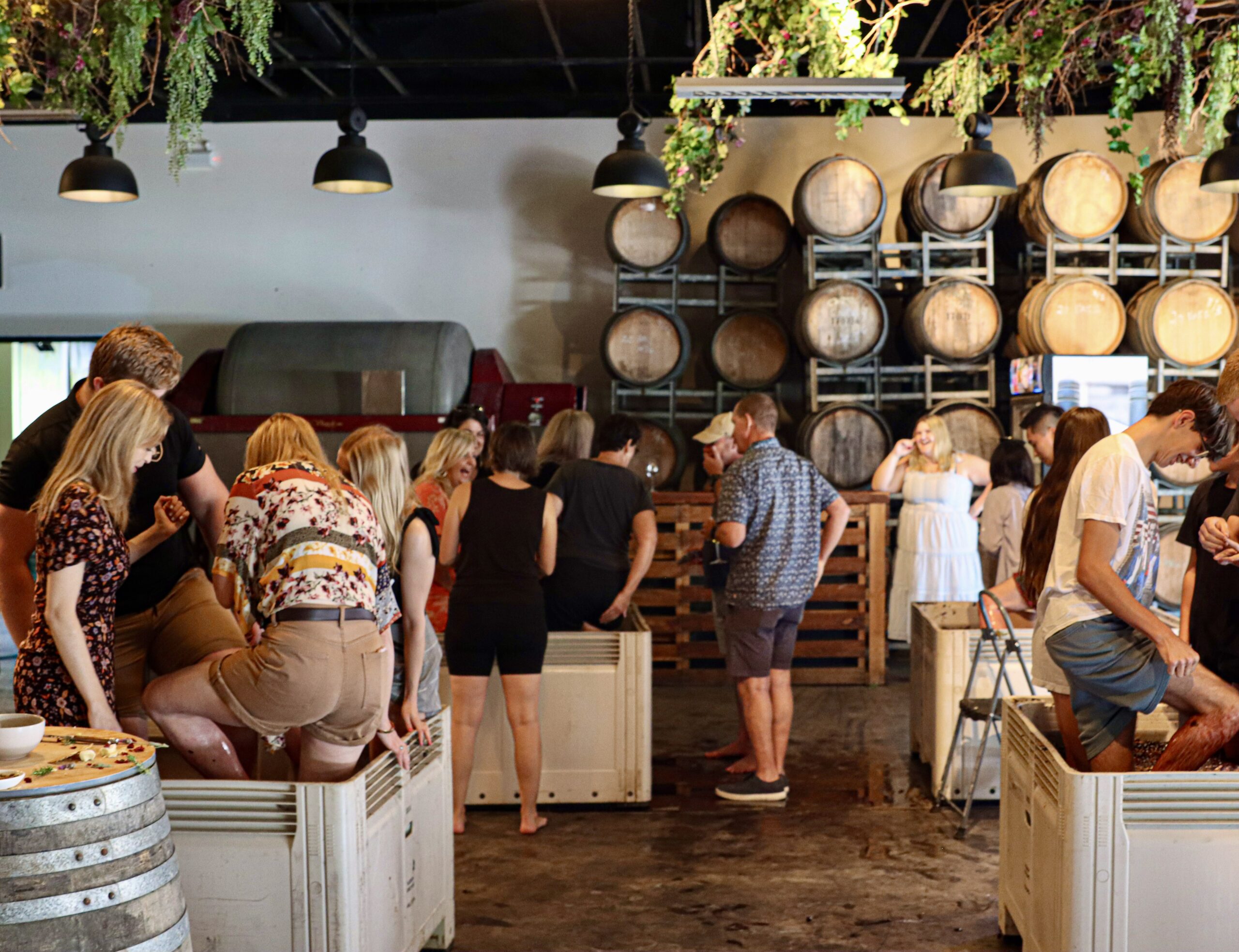 Harvest Grape Stomping