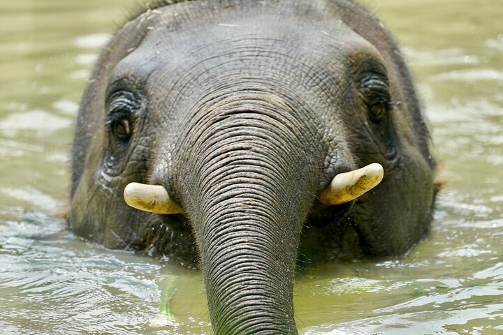 Elephant Experience at Melbourne Zoo