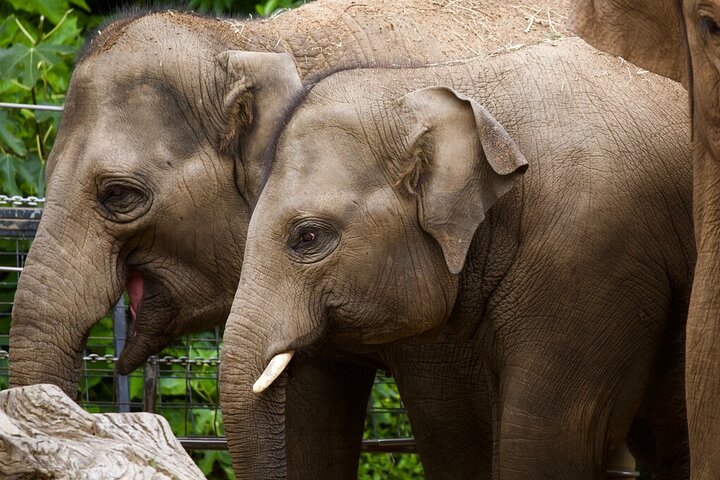 Elephant Experience at Melbourne Zoo