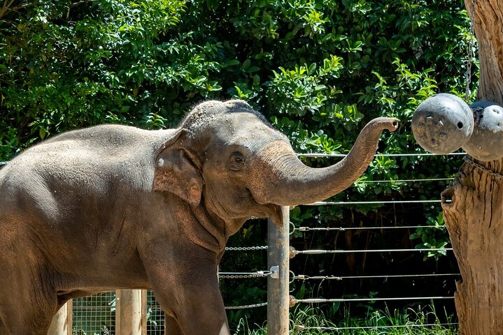 Elephant Experience at Melbourne Zoo