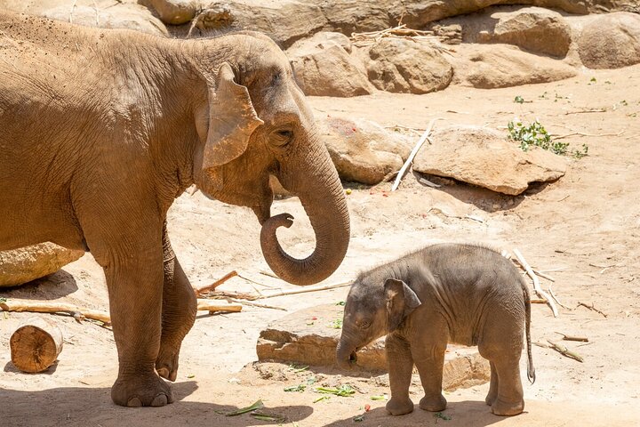 Elephant Experience at Melbourne Zoo