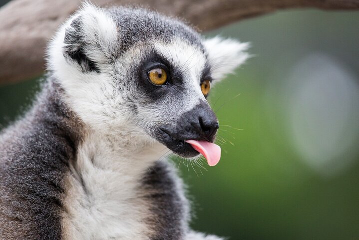 Lemur Experience at Melbourne Zoo