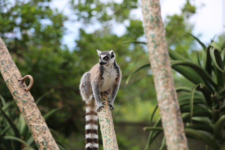 Lemur Experience at Melbourne Zoo