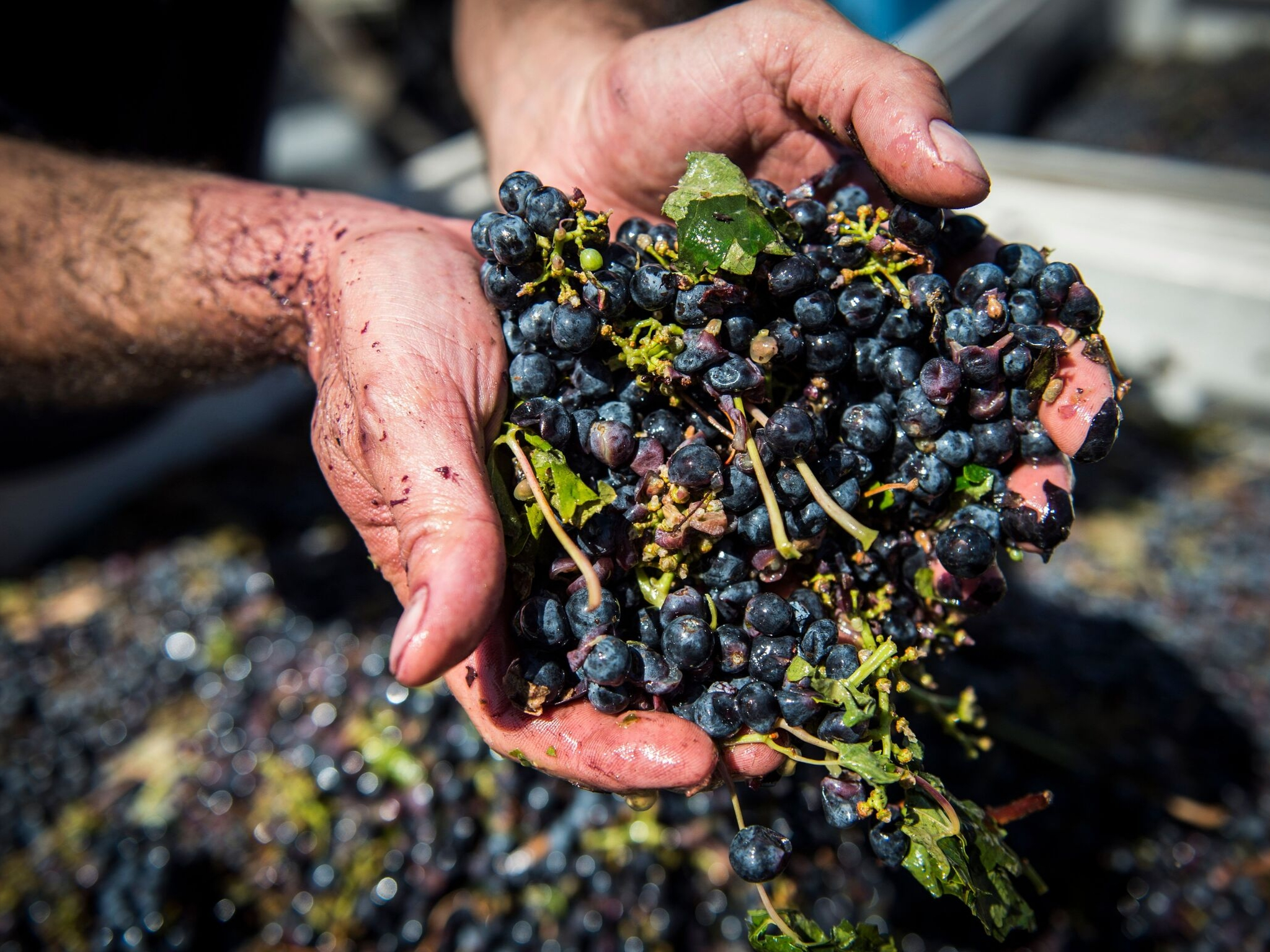 Harvest Grape Stomping