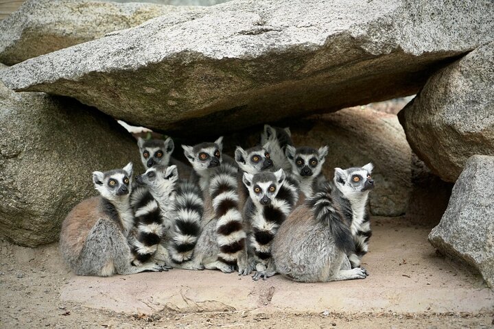 Lemur Experience at Melbourne Zoo