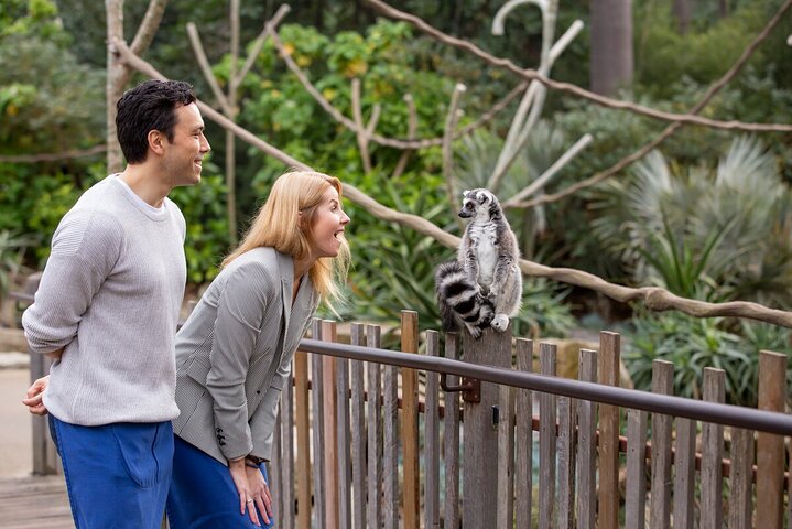 Lemur Experience at Melbourne Zoo