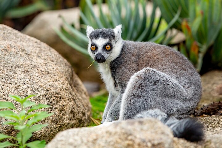 Lemur Experience at Melbourne Zoo