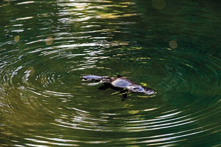 Platypus & Waterfalls