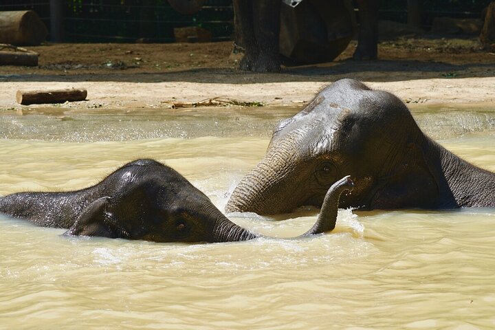Wild Tales - Elephants at Melbourne Zoo