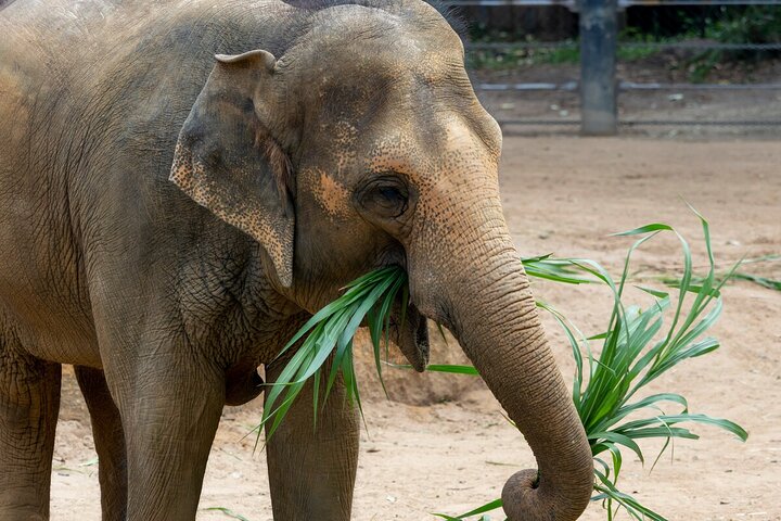 Wild Tales - Elephants at Melbourne Zoo