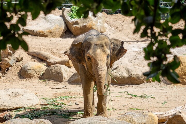Wild Tales - Elephants at Melbourne Zoo