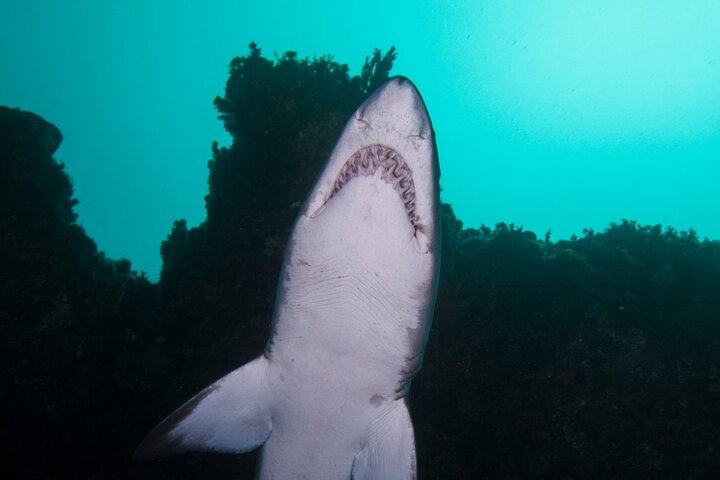 Scuba Dive With Grey Nurse Sharks in Bushrangers Bay