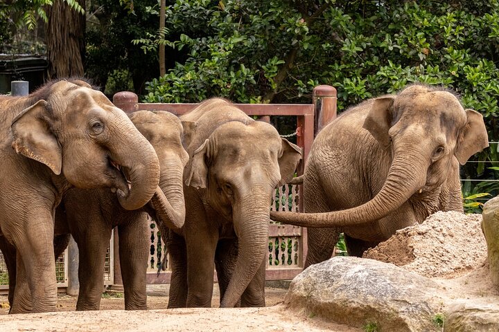 Wild Tales - Elephants at Melbourne Zoo