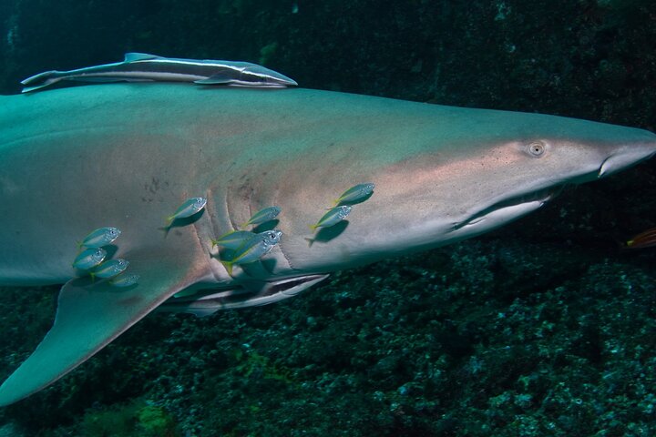 Scuba Dive With Grey Nurse Sharks in Bushrangers Bay