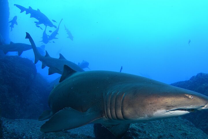 Scuba Dive With Grey Nurse Sharks in Bushrangers Bay