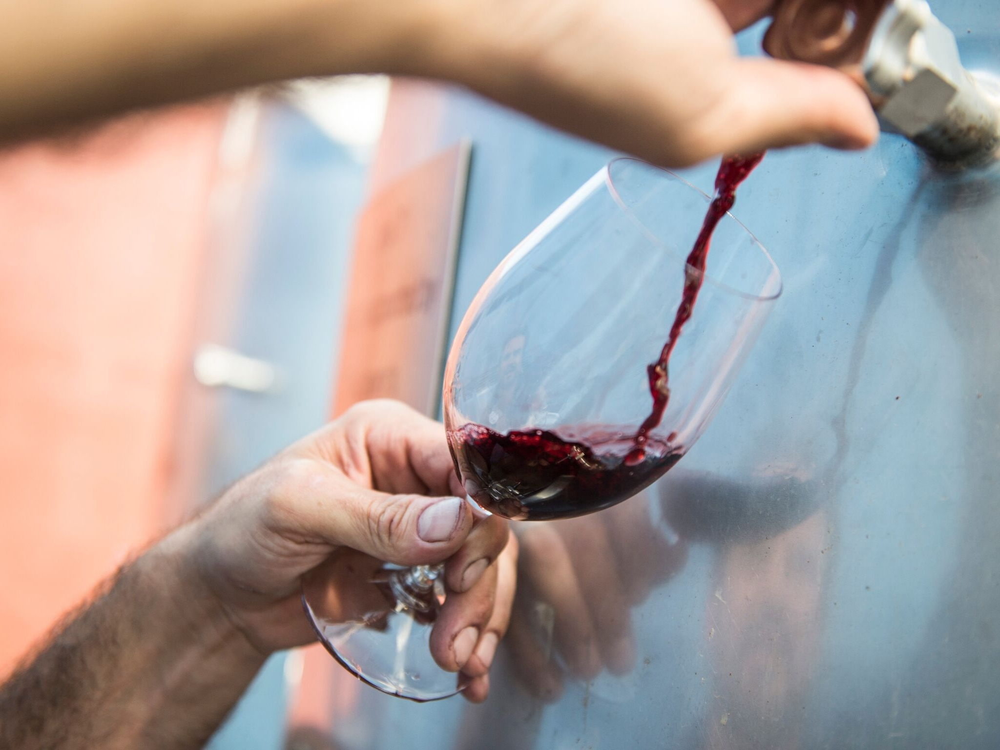 Harvest Grape Stomping