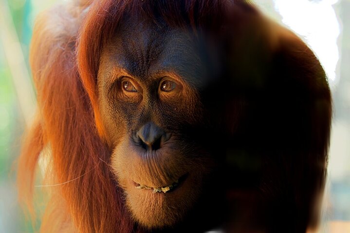 Wild Tales – Orangutans at Melbourne Zoo