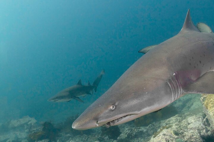 Scuba Dive With Grey Nurse Sharks in Bushrangers Bay