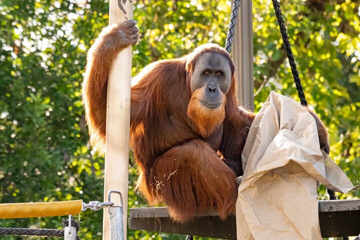 Wild Tales – Orangutans at Melbourne Zoo