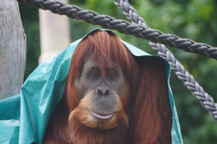 Wild Tales – Orangutans at Melbourne Zoo