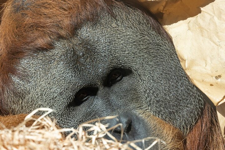 Wild Tales – Orangutans at Melbourne Zoo