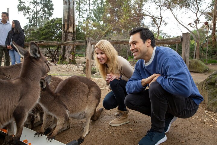 Kangaroo Experience at Melbourne Zoo
